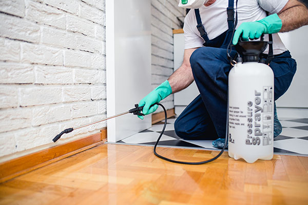 Pest Control Professional Spraying for Indoor Pests